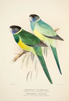 Northern Yellow Banded Parrot and Dundas Yellow Collared Parrot, pub. 1916 (hand coloured engraving) Creator: Roland Green (1896 - 1972)