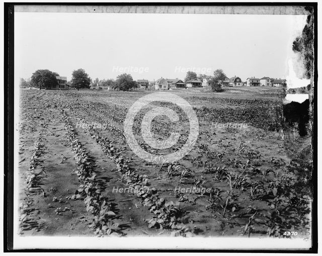 National Emergency Food Garden, between 1910 and 1920. Creator: Harris & Ewing.