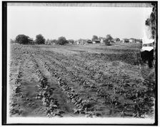 National Emergency Food Garden, between 1910 and 1920. Creator: Harris & Ewing