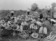 National Emergency War Gardens Com. - Boys Picking Berries, 1917. Creator: Harris & Ewing