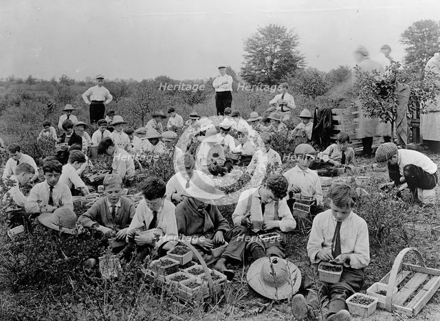 National Emergency War Gardens Com. - Boys Picking Berries, 1917. Creator: Harris & Ewing.