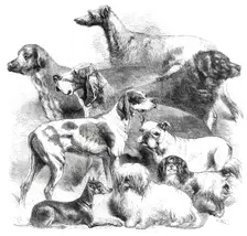 National Exhibition of Dogs at Birmingham, 1860. Creator: Harrison Weir