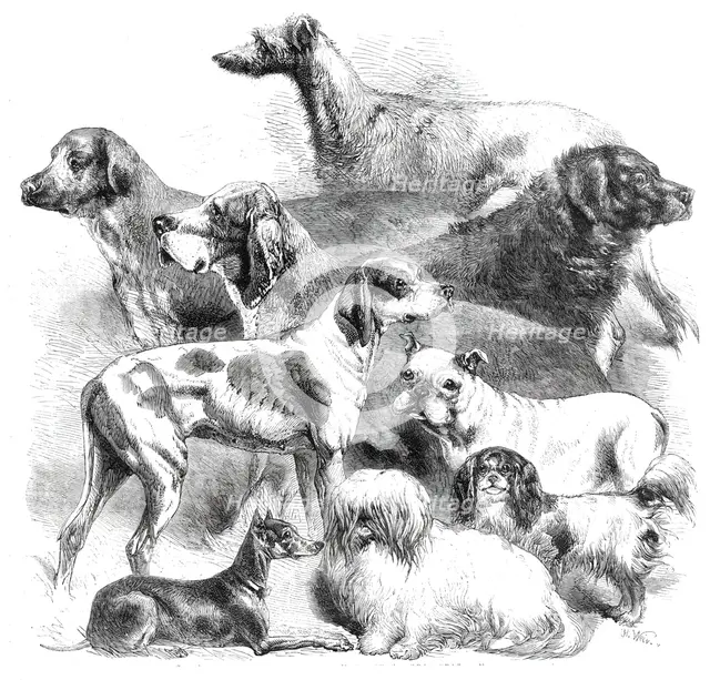 National Exhibition of Dogs at Birmingham, 1860. Creator: Harrison Weir.