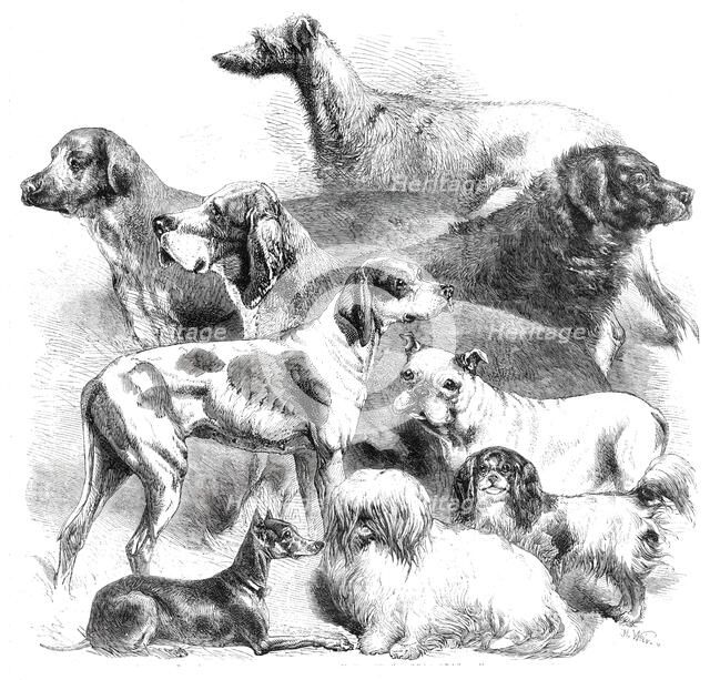 National Exhibition of Dogs at Birmingham, 1860. Creator: Harrison Weir.