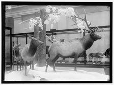 National Museum, between 1910 and 1917. Creator: Harris & Ewing