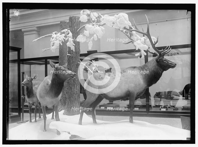 National Museum, between 1910 and 1917. Creator: Harris & Ewing.