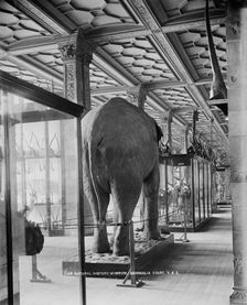 Natiural History Museum, London, 1870-1900. Artist: York & Son