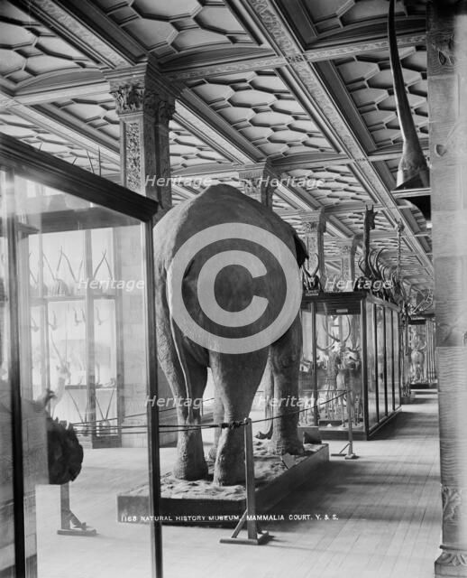 Natiural History Museum, London, 1870-1900. Artist: York & Son.