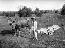 Native cart in Manila, Philippines, 1908-1909.Artist: Homer L Knight