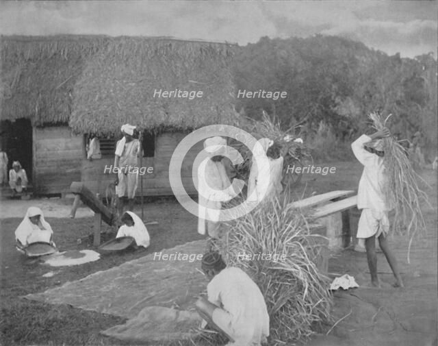 'Native labourers Preparing Rice in Jamaica', c1890. Artist: Unknown.