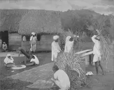 Native labourers Preparing Rice in Jamaica c1890