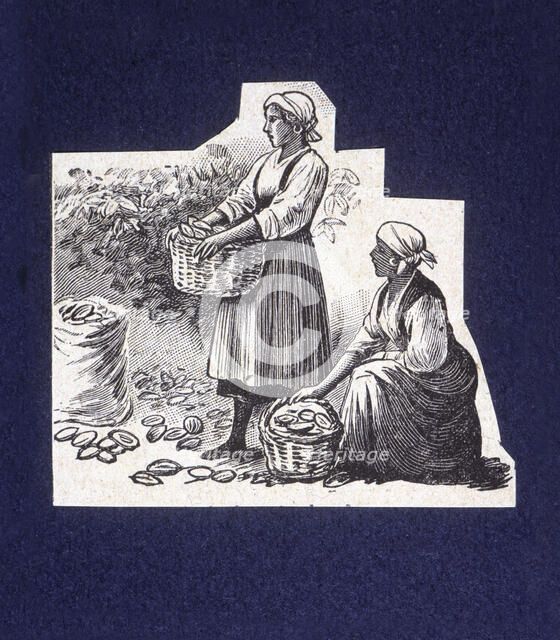 Native picking up cocoa capsules, drawing, 1914.