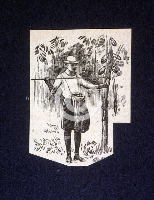 Native picking up berries of the cocoa tree, drawing 1914.