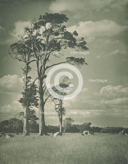 Native rimu, 1920s. Creator: Harry Moult.