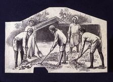 Native spreading cocoa beans to dry at sun, drawing, 1914