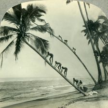 Natives Climbing Palm Trees Overhanging an Orient Sea, Island of Ceylon c1930s. Creator: Unknown