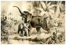 Natives Spearing an Elephant 1883