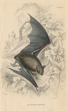 Natterer's bat (Myotis nattereri), 1828. Creator: Unknown