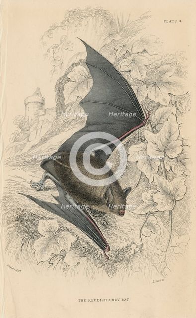 Natterer's bat (Myotis nattereri), 1828. Creator: Unknown.