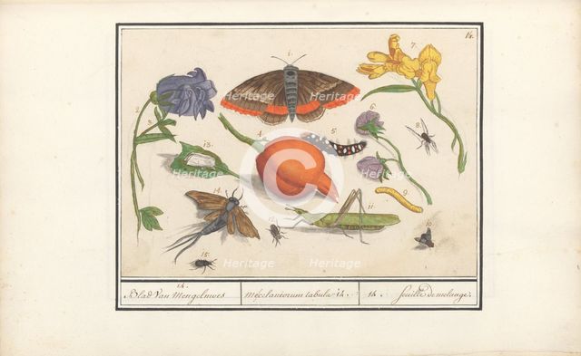 Natural History Ensemble (No. 14), 1596-1610. Creators: Elias Verhulst, Anselmus de Boodt.