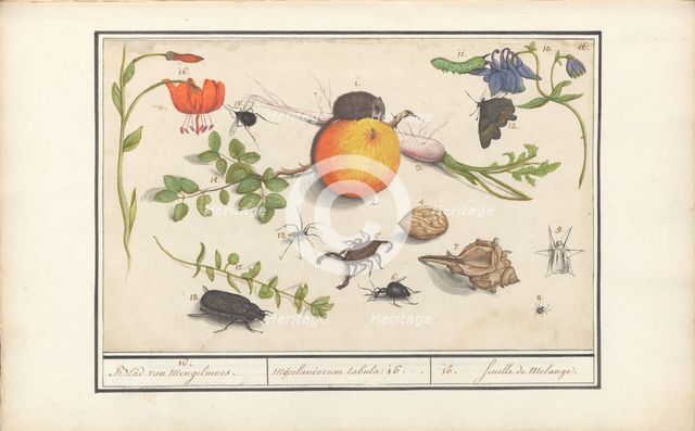 Natural History Ensemble (No. 16), 1596-1610. Creators: Elias Verhulst, Anselmus de Boodt.