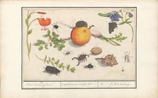 Natural History Ensemble (No. 16), 1596-1610. Creators: Elias Verhulst, Anselmus de Boodt