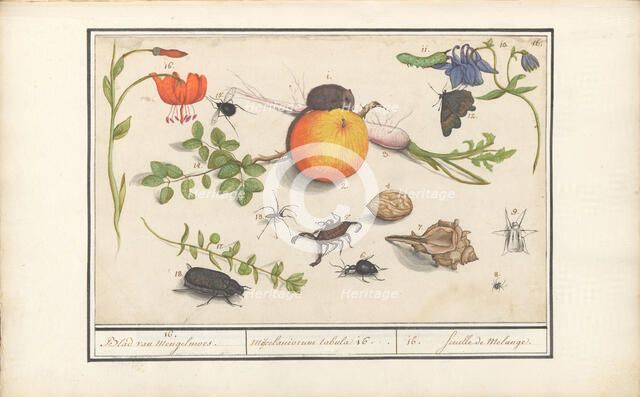 Natural History Ensemble (No. 16), 1596-1610. Creators: Elias Verhulst, Anselmus de Boodt.