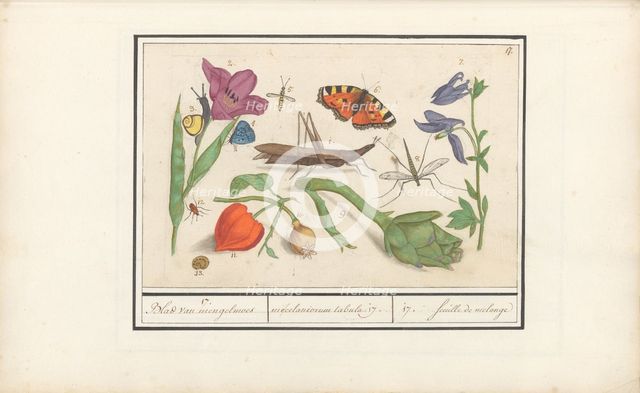 Natural History Ensemble (No. 17), 1596-1610. Creators: Elias Verhulst, Anselmus de Boodt.