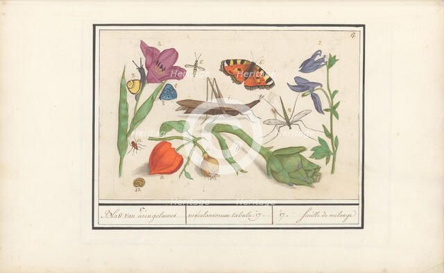 Natural History Ensemble (No. 17), 1596-1610. Creators: Elias Verhulst, Anselmus de Boodt.