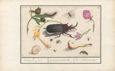 Natural History Ensemble (No. 18), 1596-1610. Creators: Elias Verhulst, Anselmus de Boodt