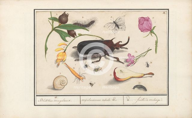 Natural History Ensemble (No. 18), 1596-1610. Creators: Elias Verhulst, Anselmus de Boodt.
