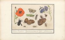 Natural History Ensemble (No. 11), 1596-1610. Creators: Elias Verhulst, Anselmus de Boodt