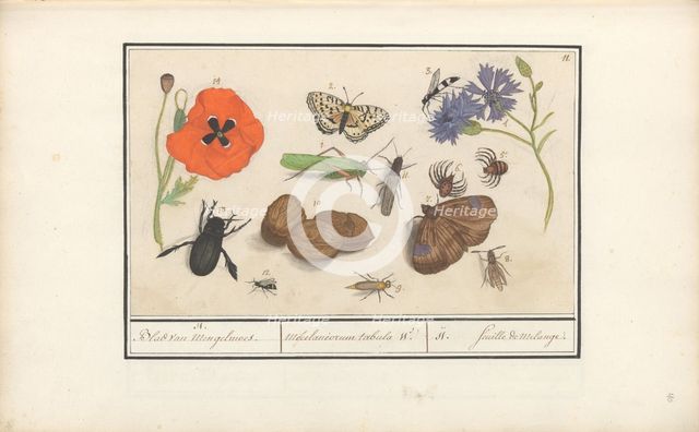 Natural History Ensemble (No. 11), 1596-1610. Creators: Elias Verhulst, Anselmus de Boodt.