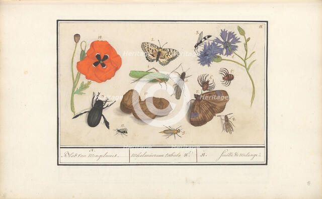 Natural History Ensemble (No. 11), 1596-1610. Creators: Elias Verhulst, Anselmus de Boodt.