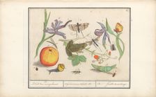 Natural History Ensemble (No. 12), 1596-1610. Creators: Elias Verhulst, Anselmus de Boodt