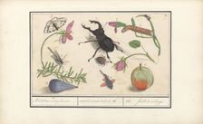 Natural History Ensemble (No. 13), 1596-1610. Creators: Elias Verhulst, Anselmus de Boodt