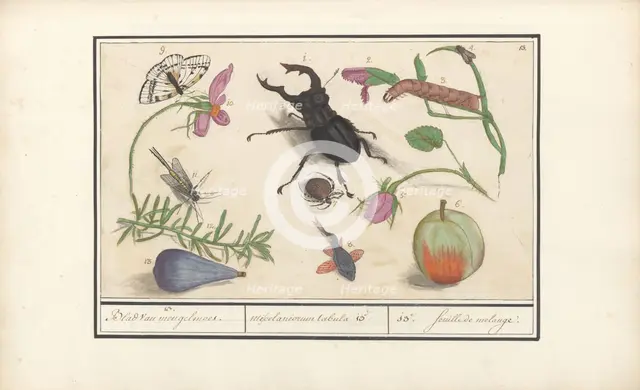 Natural History Ensemble (No. 13), 1596-1610. Creators: Elias Verhulst, Anselmus de Boodt.
