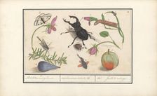 Natural History Ensemble (No. 13), 1596-1610. Creators: Elias Verhulst, Anselmus de Boodt