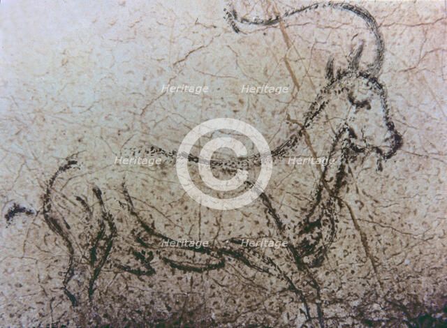 Naturalistic representation of an Spanish goat in movement (La Pileta cave, Málaga), using the di…
