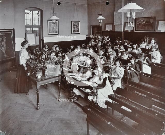Nature lesson, Albion Street Girls School, Rotherhithe, London, 1908. Artist: Unknown.