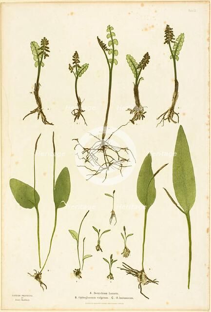 Nature Print of Moonwort and Adder's Tongue Ferns, plate 51 from The Ferns of Great Britain..., 1855 Creator: Henry Bradbury.