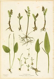Nature Print of Moonwort and Adder's Tongue Ferns, plate 51 from The Ferns of Great Britain..., 1855 Creator: Henry Bradbury
