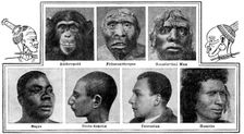 Nature's evolutionary designs in noses, 1922