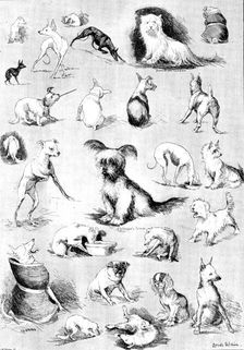 Nature’s Fitful Moments: sketches at the Terrier Club Show, 1890. Creator: Carl Hentschel