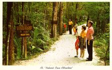 Nature's Own Attraction Homosassa Springs, Florida, USA, 1963
