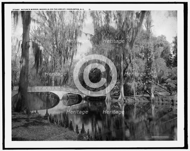 Nature's mirror, Magnolia-on-the-Ashley, Magnolia Gardens, Charleston, S.C., between 1910 and 1920. Creator: Unknown.