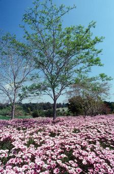 Natures Abundance. Creator: Robert Manno