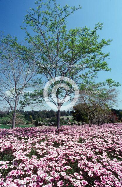 Natures Abundance. Creator: Robert Manno.