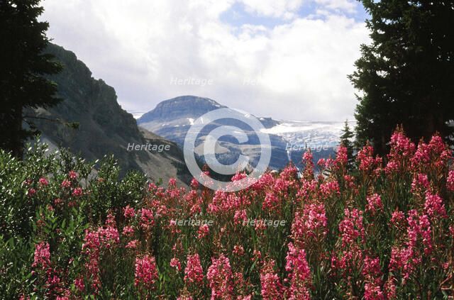 Natures Home. Creator: Robert Manno.