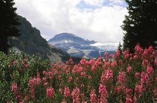 Natures Home. Creator: Robert Manno